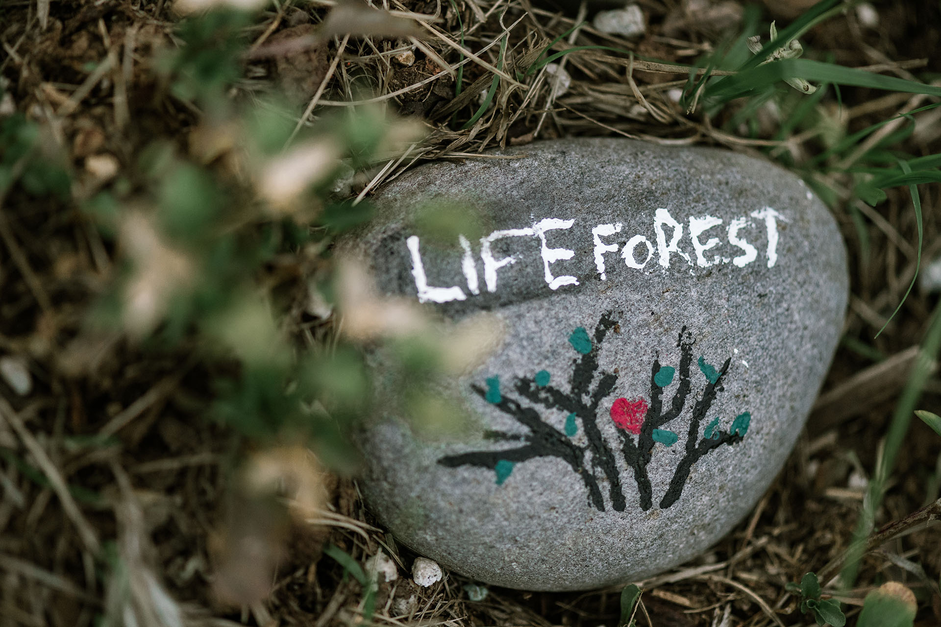 Photo of a rock with Life Forest painted on it.